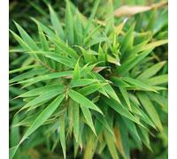 Bambou Fargesia Rufa 100/120cm - Plante En Pot - Hauteur 2,5 à 3 m - Exposition Soleil ou Mi-ombre Sol