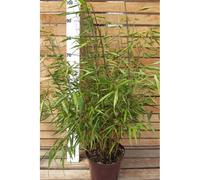 Bambou non traçant 'asian wonder' taille du pot - en pot de 2 litres