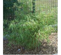 Bambou Non Traçant, Fargesia