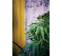 Bambou non traçant 'pingwu' taille du pot - en pot de 5 litres