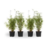 Bambou non-traçant - Set de 4 - Fargesia nitida 'Red Dragon' - H50-70cm - ⌀17cm