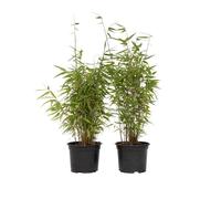 Bambou non-traçant - Set de 6 - Fargesia nitida 'Red Dragon' - H60-80cm - d17cm