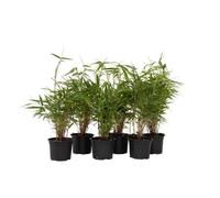 Bambou non-traçant - Set de 6 - Fargesia rufa - Hauteur 25-40cm - d13cm