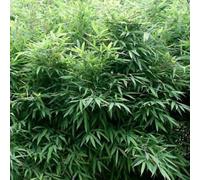 Bambou parapluie - fargesia murieliae 'bimbo' - 50- 60 cm pot