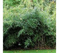 Bambou parapluie - fargesia murieliae 'jumbo' - 50- 60 cm pot
