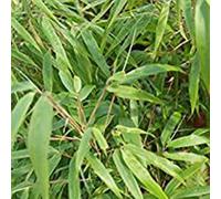 Bambou parapluie - fargesia murieliae 'rufa' - 60- 80 cm pot