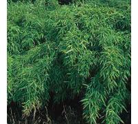 Bambou parapluie - fargesia murieliae 'simba' - 50-60 cm pot