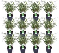 Bambou parasol Fargesia rufa - Set de 12 - env. 40cm de haut Ø14cm - Bambou compact, non envahissant - Pour jardin, brise-vue & bacs