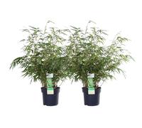 Bambou parasol Fargesia rufa - Set de 2 - env. 60cm de haut Ø19cm - Bambou à feuilles persistantes formant des touffes - Résistant à l'hiver & non envahissant - Pour balcon, jardin & brise-vue
