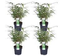 Bambou parasol Fargesia rufa - Set de 4 - env. 40cm de haut Ø14cm - Bambou compact formant des buissons - Résistant au froid & facile d'entretien - Pour le jardin, le balcon & le bord de l'étang