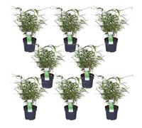 Bambou parasol Fargesia rufa - Set de 8 - env. 40cm de haut Ø14cm - Bambou à feuilles persistantes, formant des buissons - Pour la protection visuelle, le balcon & le jardin