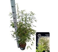 Bambou persistant Fargesia scabrida 'Asian Wonder' 80-100 cm - Résistant au froid, opaque, idéal comme brise-vue pour jardin et terrasse