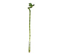 Bambou porte-bonheur « Lucky Bamboo » en spirale Dracaena Sanderiana Pot de 40 cm