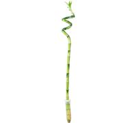 Bambou porte-bonheur « Lucky Bamboo » Tige spirale, dans un tube, Plante d'intérieur facile d'entretien, Dracaena Sanderiana - Hauteur : env. 50 cm, diamètre du pot : 5 cm