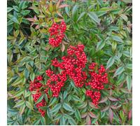 Bambou sacré domestica