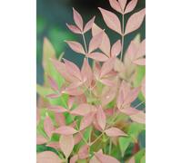 Bambou sacré 'gulf stream' taille du pot - en pot de 3 litres