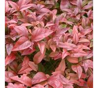 Bambou sacré - Nandina domestica 30-40 C - 30-40 cm pot