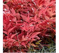 Bambou sacré Obsessed® 'Seika'