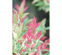 Bambou sacré red light' taille du pot - en pot de 5 litres