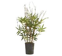 Bambou vert Nearly Natural 5360 de 68 cm avec pot en ciment