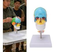 Bamjour Modèle de Crâne coloré avec Cerveau et Colonne Cervicale, Outil éducatif D'anatomie avec Capuchon Crânien Amovible et Tige de Support en Acier Inoxydable, pour Formation