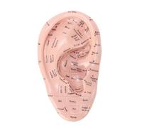 Bamjour Modèle de Point D'acupuncture Auriculaire de 17 Cm, Affichage Auriculaire Anatomique en PVC Clairement étiqueté pour L'apprentissage Tactile de Réflexologie, Enseignement