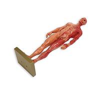 Bamjour Modèle Musculaire, Modèle de Système Musculaire Miniature de 30 Cm en Résine, Structure Musculo-squelettique Masculine, Sculpture, de Corps, Anatomique