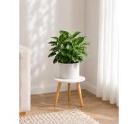 Bamworld Support pour Plantes d'Intérieur en Bois Rond, Table d'Appoint Moderne Style Milieu du Siècle - Décoration d'Intérieur avec Pots de Fleurs