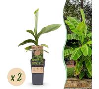 Banane japonaise à fibres - Musa basjoo - Résistant au froid - 2 plantes - pot Ø15 cm - hauteur env. 50 cm - aspect tropical & fruits comestibles - entretien facile - Pour jardin, terrasse & balcon