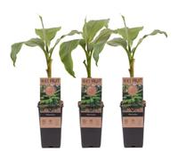 Bananier du Japon Musa Basjoo - Plante tropicale rustique à feuillage persistant, floraison estivale, idéale pour jardin extérieur, livré en pot