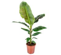 Bananier - Musa 'Dwarf Cavendish' par unité | Plante d'intérieur en pot de culture 21 cm - 90-100 cm