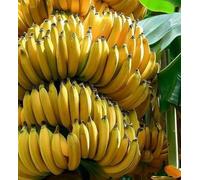 Bananier musa gran nain 15 l 140-160 cm