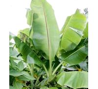 Bananier musa sikkimensis 6 l 80-100 cm