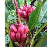 Bananier musa velutina 6 l -60-80 cm