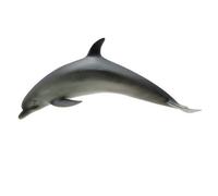 Band Dolphin Software Model (Japan Import)