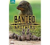Banded Brothers - The Mongoose Mob G