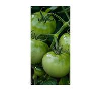 Bannière de couverture de porte avec image de tomates vertes de 90 x 180 cm - Bannières de fête saisonnières - Panneau de bienvenue - Décoration verticale à suspendre pour porche, entrée, jardin
