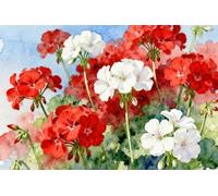 Bannière Géranium à fleurs rouges et blanches printanières, fleur d'été | Pavillon Nautique Supporters 3x5 FT RéSistant Aux IntempéRie Grande Drapeau Double Face Drapeau Double Face Parade