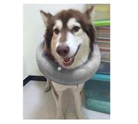 BAOFUYA Collier de Chien Gonflable Collier de Protection Douce pour Les Démangeaisons de la Peau Après L'opération, Matériau en PVC, pour Les Chats et Les Chiens (Gray)