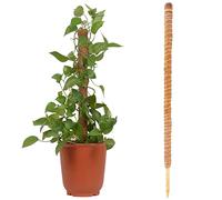 Baogao 90cm Tuteur Plante Support Grimpante Coco Pour Monstera Maison Jardin,Tuteur Coco,Tuteur Grimpante,Plante Grimpantes Extension De
