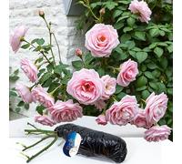 Bare Root Rose grimpante « Blossomtime » - Parfumée, grimpante robuste pour décoration de jardin verticale et allée