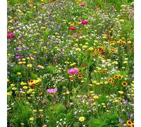 BARENBRUG Mélange apicole de l’est de la Belgique Annuel 3 kg de semences + d’aides aux semences