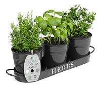 Barnyard Designs Lot de 3 Pots de Fleurs d'intérieur avec Plateau, Rebord de fenêtre en métal avec Drainage pour Plantes d'extérieur ou d'intérieur, Noir