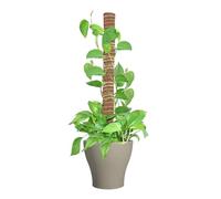 Barre de Mousse - pour Faire Travailler efficacement Les grimpantes - Support de Flexible en Fibre de Coco - Monstera d'intérieur et d'extérieur - Philodendron - Aide à la Croissance du