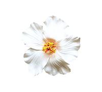 Barrette fleur de Hibiscus barrette fleurs Barrette Fleur Artificielle Pinces à Cheveux Mousse Accessoires De Cheveux pour Mariage Coiffure De Plage (Blanc)