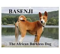 Basenji the African Barkless Dog (Wall Calendar 2026 DIN A3 landscape), CALVENDO 12 Month Wall Calendar: The Basenji is a dog breed coming from central Africa