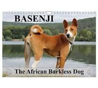 Basenji the African Barkless Dog (Wall Calendar 2026 DIN A4 landscape), CALVENDO 12 Month Wall Calendar: The Basenji is a dog breed coming from central Africa