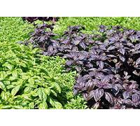 Basil, mélange de basilic thai - Ocimum basilicum - 325 graines