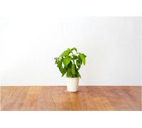 Basilic 3-pack