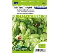 Basilic, amélioration de Genovese - Graines Biologiques